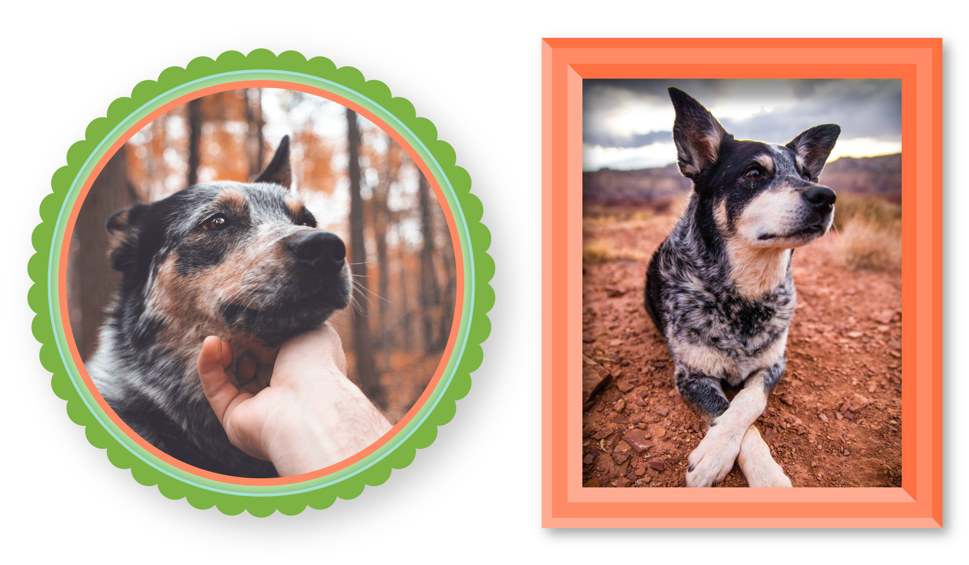 02022-MTGO-HISTORY-OF-PETS-BLOG-POST-DEC-IMAGE-3-1