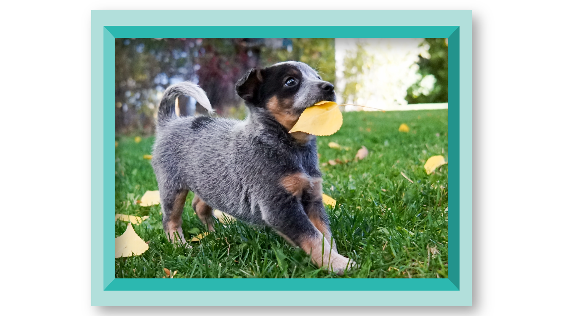 02022-MTGO-HISTORY-OF-PETS-BLOG-POST-DEC-IMAGE-4-1