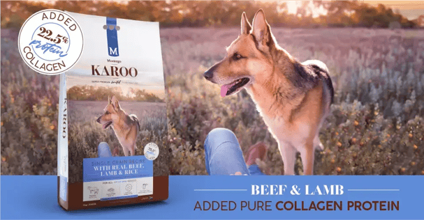 03533-MTGO-KAROO-INTRO-BLOG-R-PACKSHOT-IMG-2 1