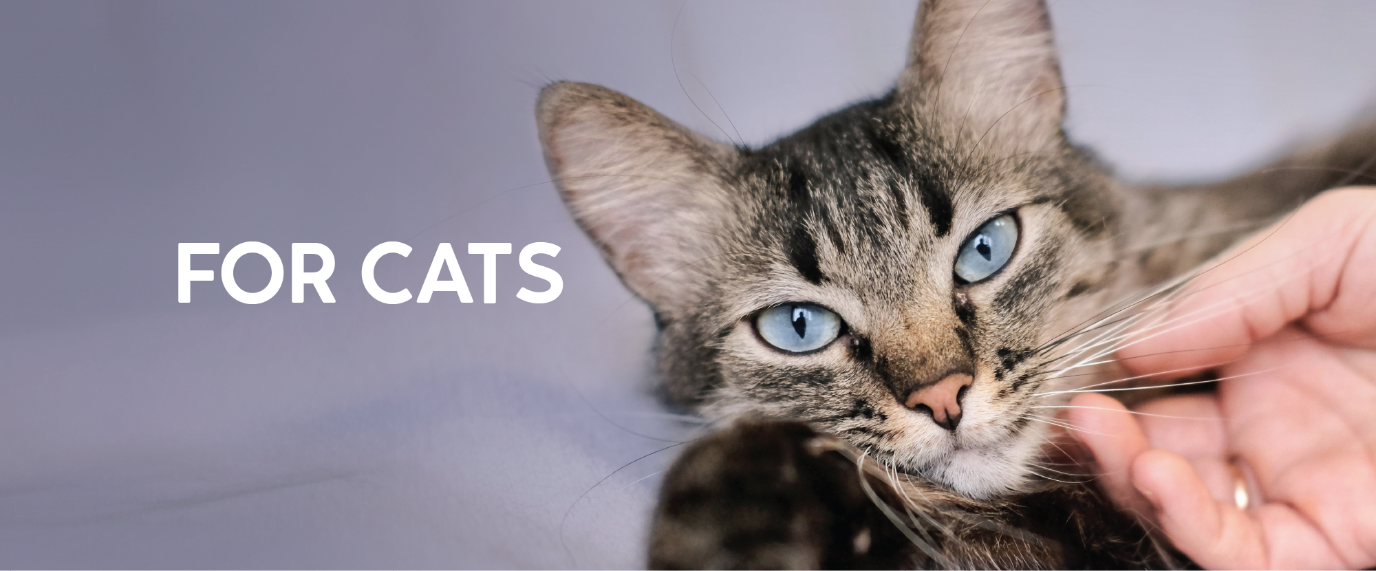 04600-MTGO-KAROO-POUCH-BLOG-R_FOR-CATS-BANNER