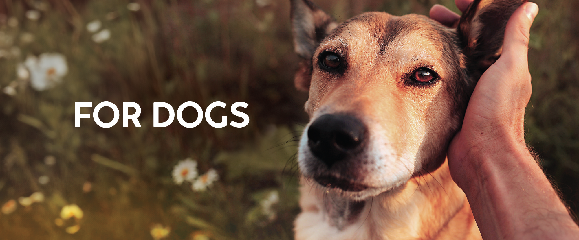 04600-MTGO-KAROO-POUCH-BLOG-R_FOR-DOGS-BANNER