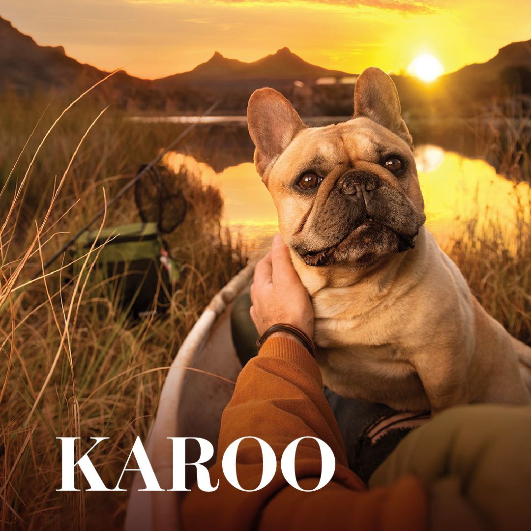 Dog in a Karoo landscape