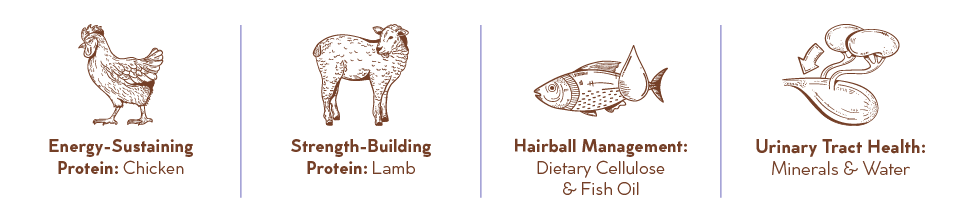 3573-MTGO-KAROO-DRY-CAT-FOOD-BLOG-R-07