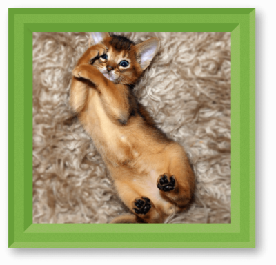 ABYSSINIAN-CAT-IMAGE-1-e1522228735365