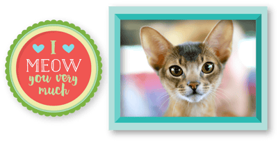 ABYSSINIAN-CAT-IMAGE-2