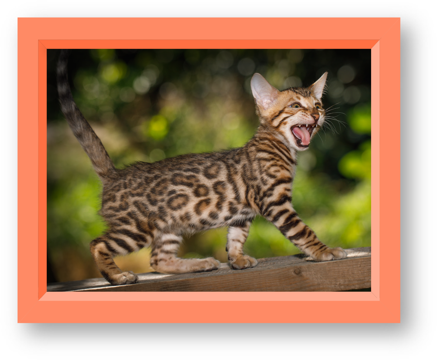 BENGAL-IMAGE-1