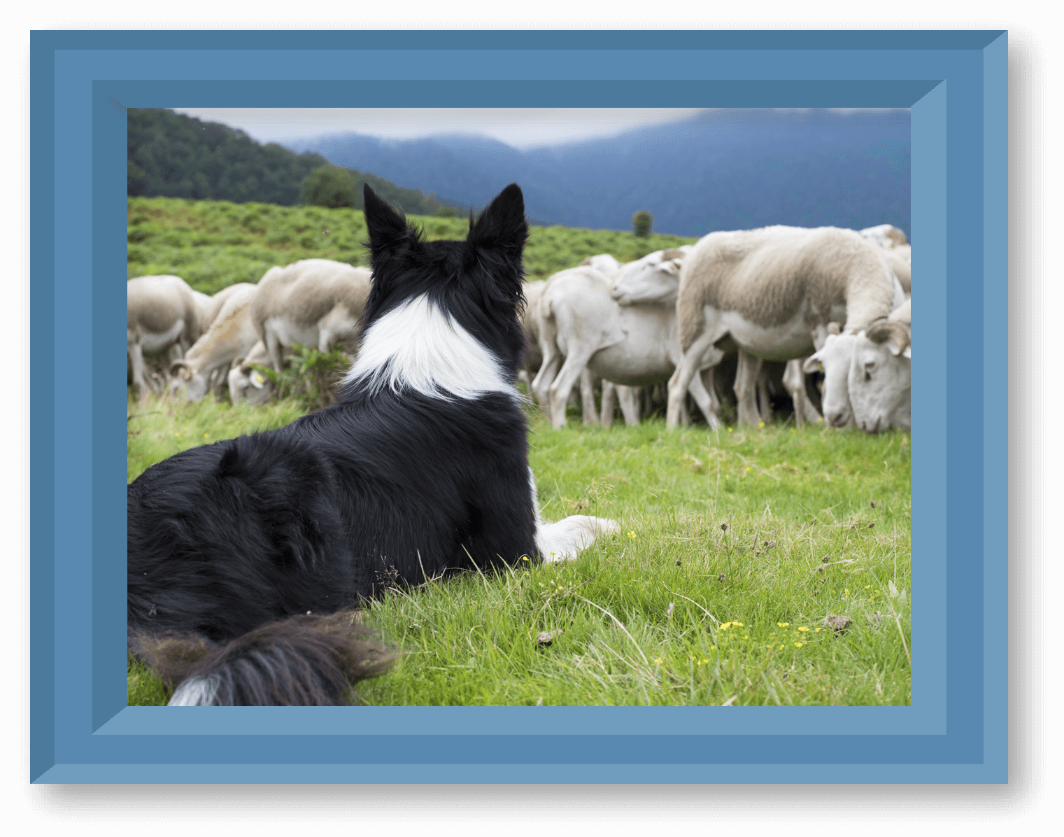BORDER-COLLIE-PIC-1