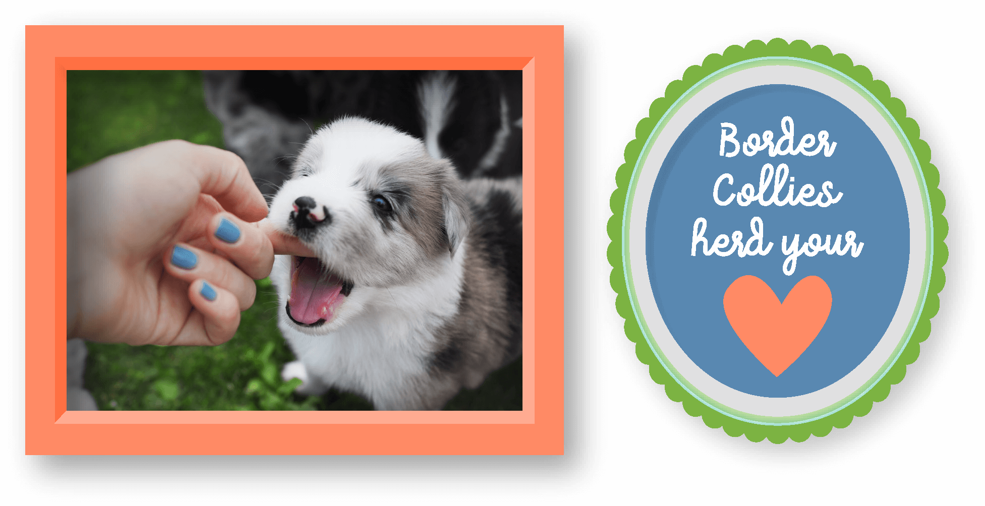 BORDER-COLLIE-PIC-2