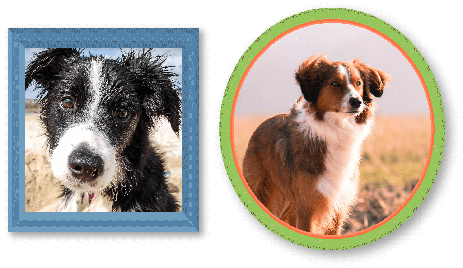 BORDER-COLLIE-PIC-3