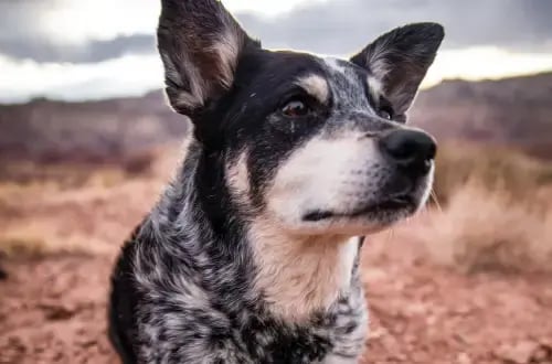 History of Pets – Australian Cattle Dog