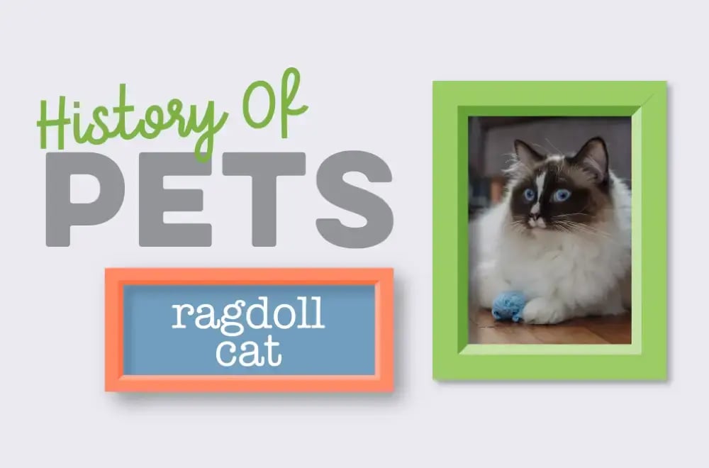 History of Pets – Ragdoll
