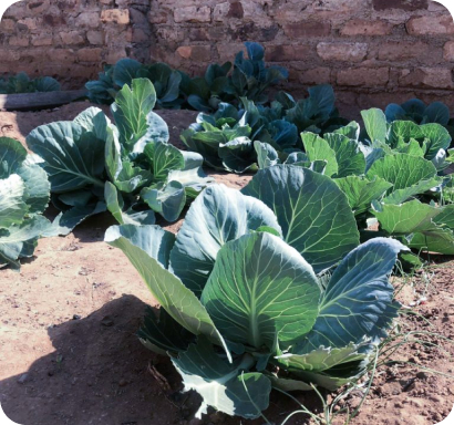 Image-5