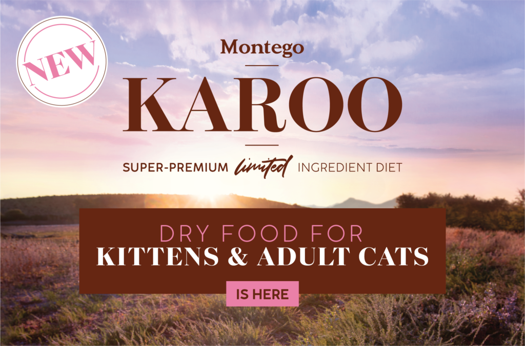 03378-MTGO-KAROO-CAT-BLOG-POST-08-1024x676