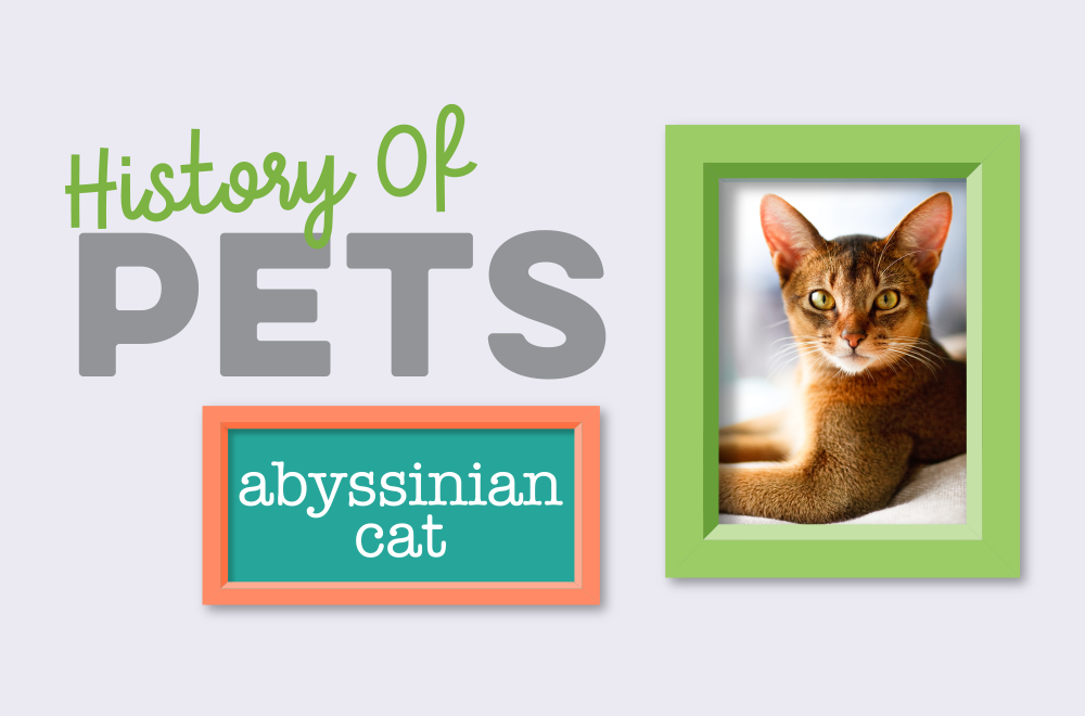 History of Pets – Abyssinian Cat