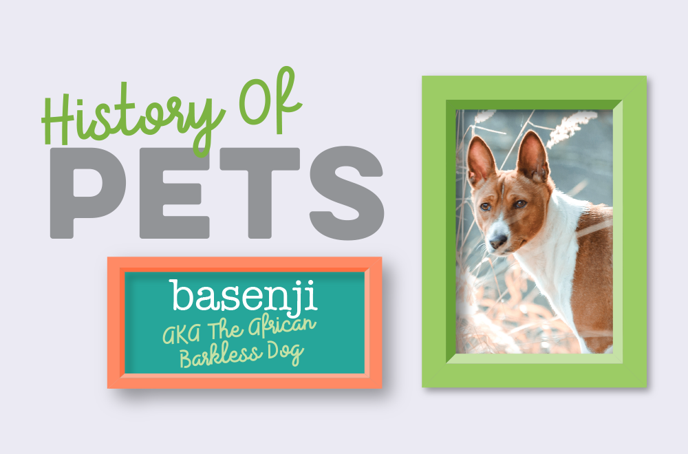 History of Pets &ndash; Basenji
