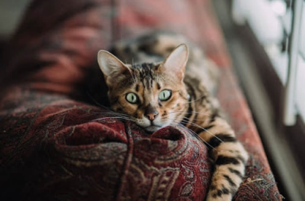 History of Pets &ndash; Bengal Cat