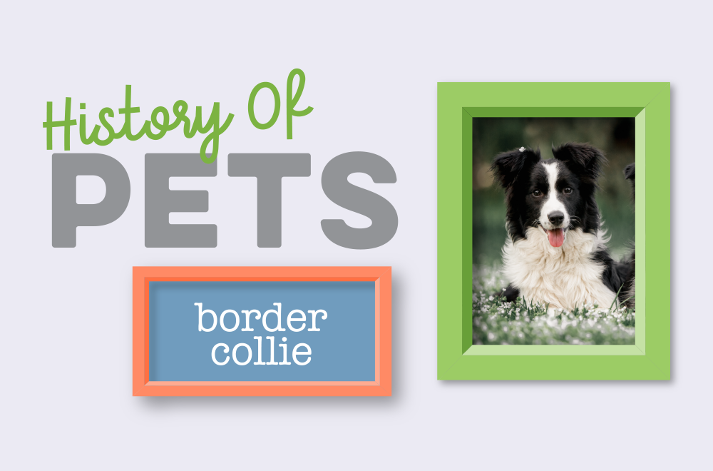 History of Pets – Border Collies