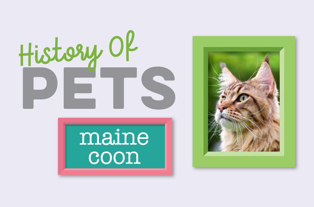 History of Pets – Maine Coon