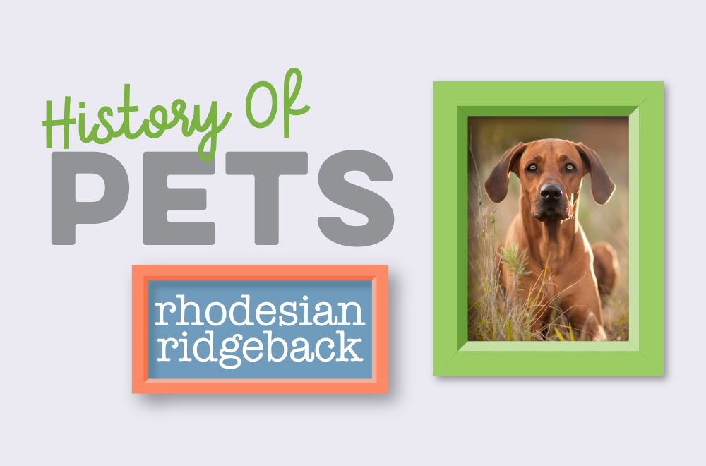 History of Pets – The Ridgie