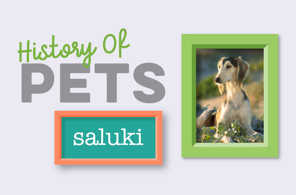 History of Pets &ndash; Saluki