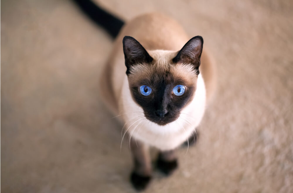 History of Pets – Siamese Cat