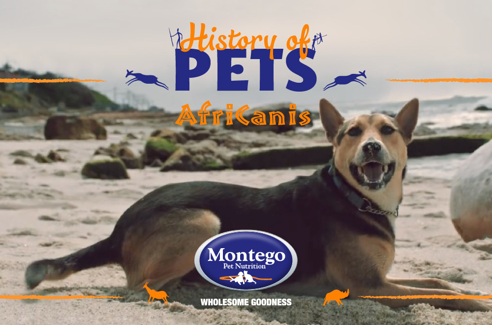 History of the Africanis – shaped by Africa, for Africa