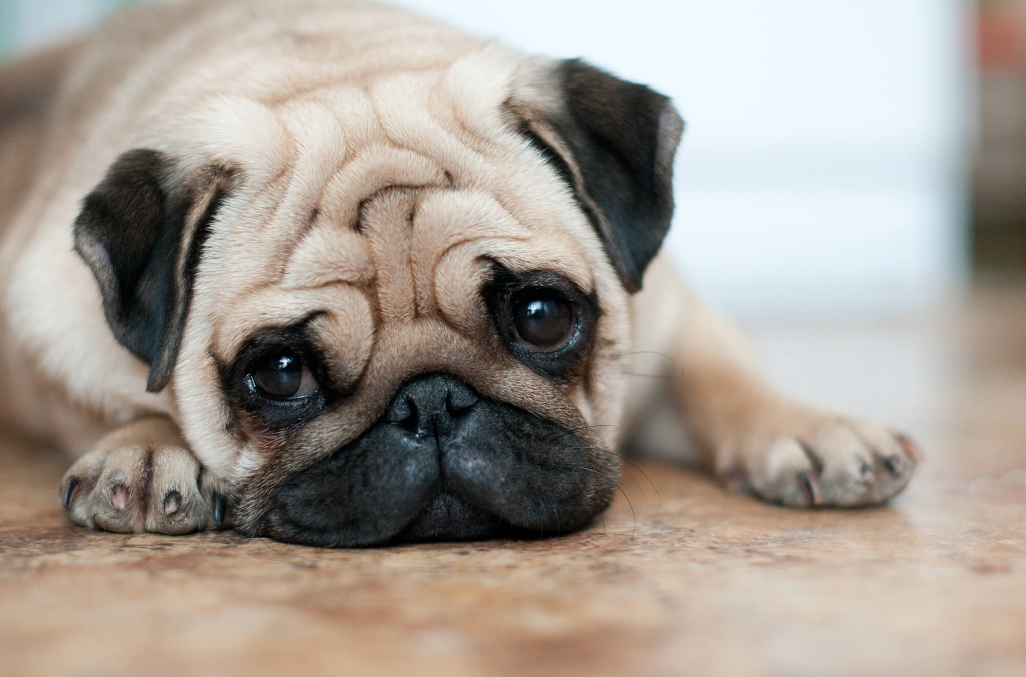 History of Pets &ndash; Pug
