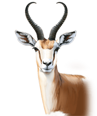FINAL SPRINGBOK HEAD CMYK