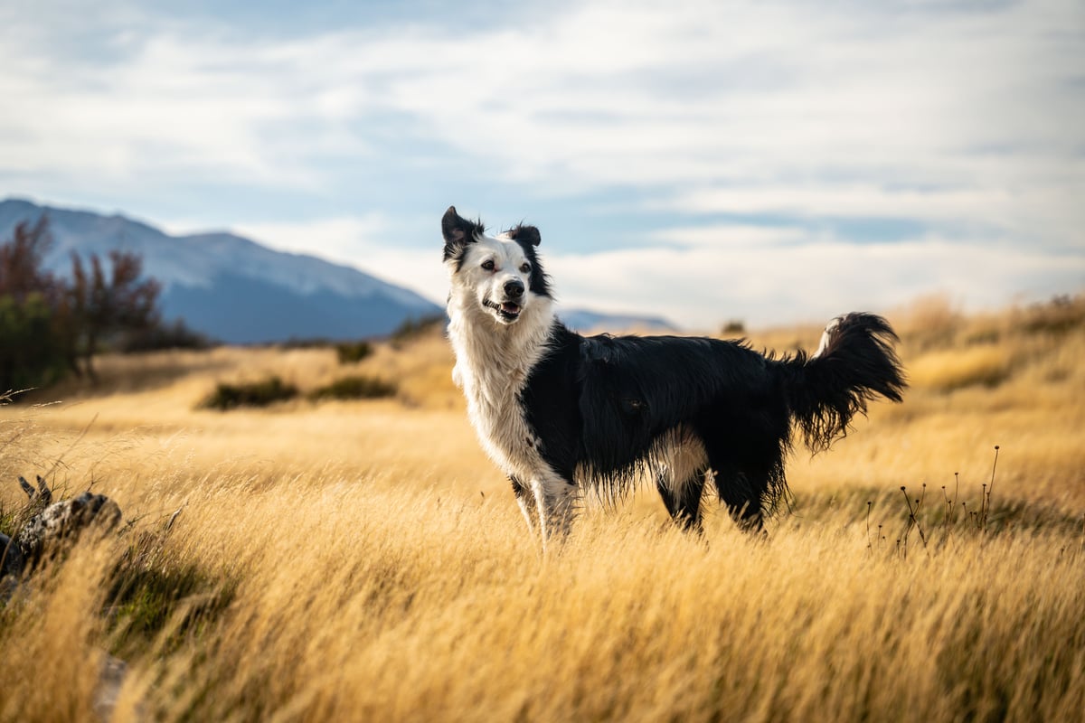 border-collie-dog-standing-in-a-lush-green-grassy-2023-11-27-04-50-25-utc