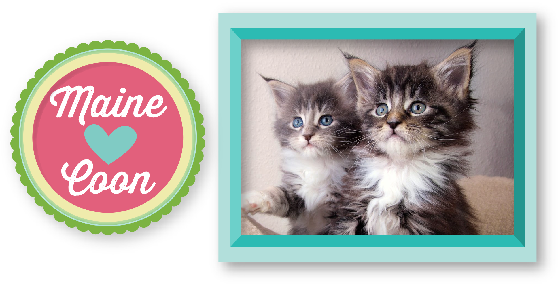 MAINE-COON-PIC-1
