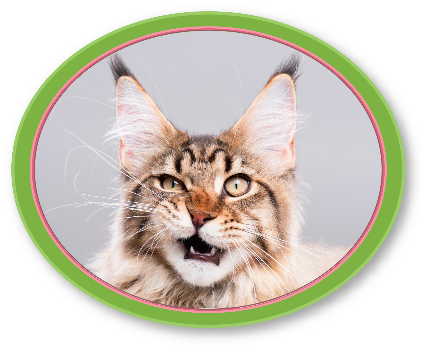 MAINE-COON-PIC-2