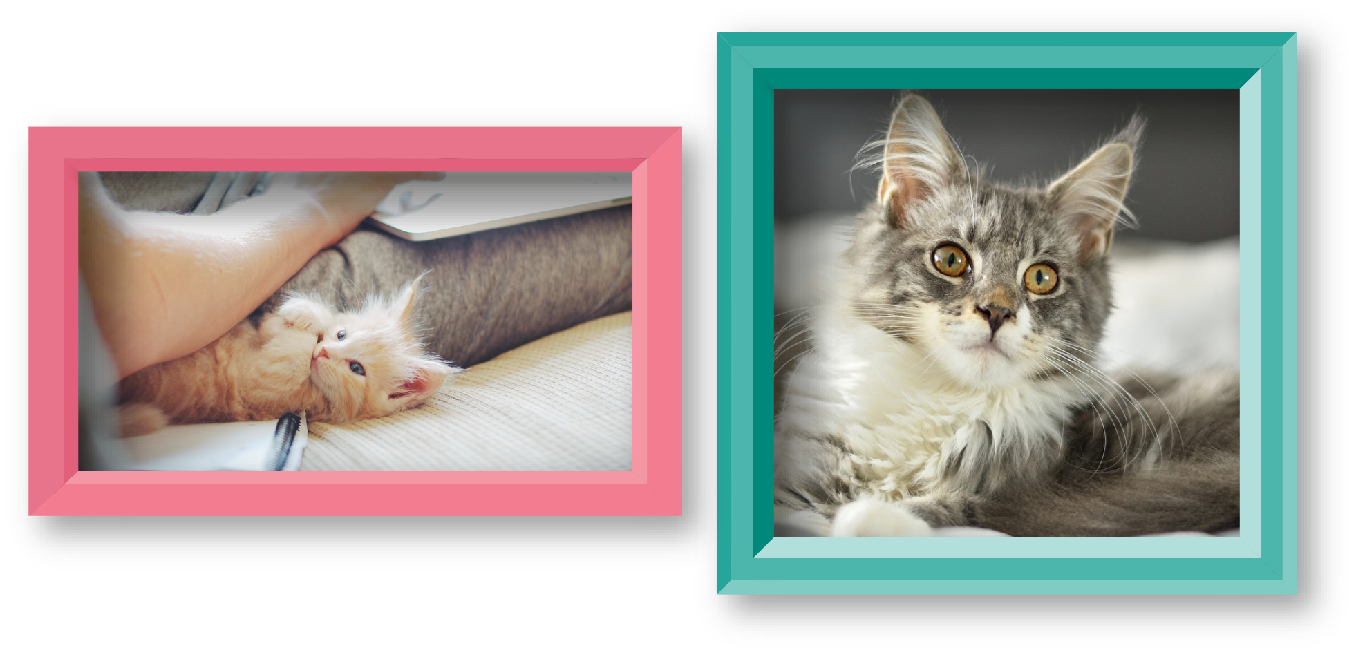 MAINE-COON-PIC-3