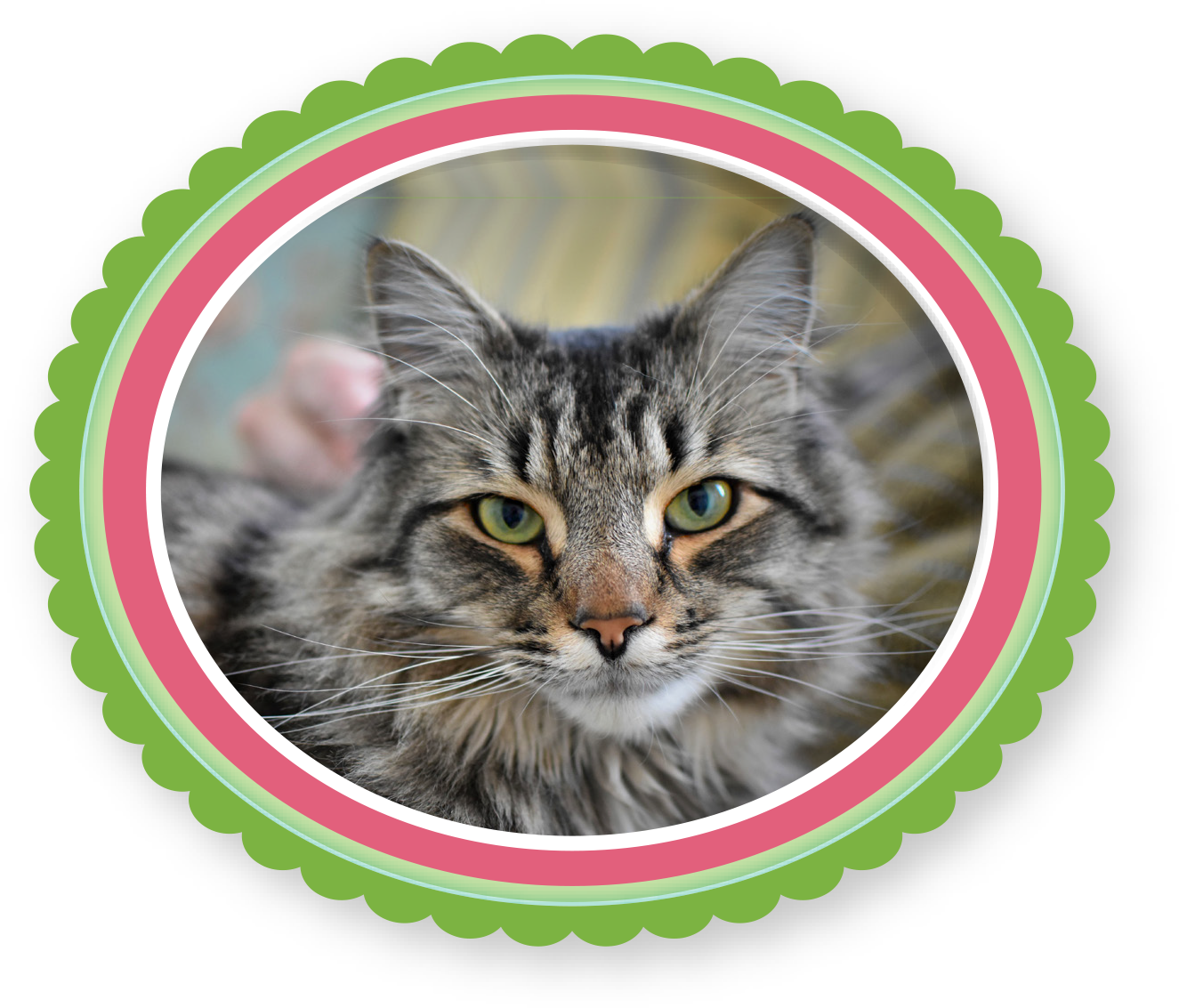 MAINE-COON-PIC-4