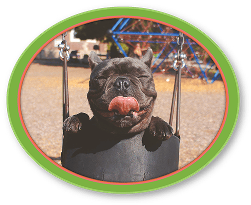 Pug-1