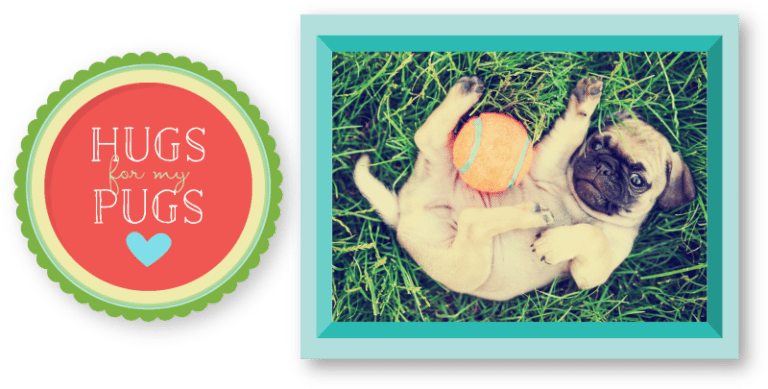 Pugs-768x389