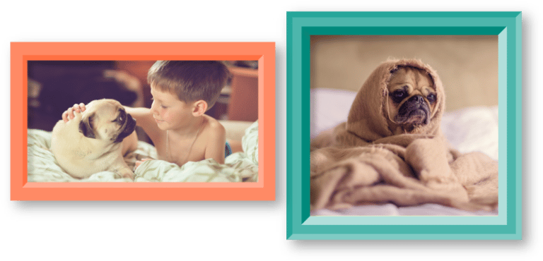 Pugsies-768x370