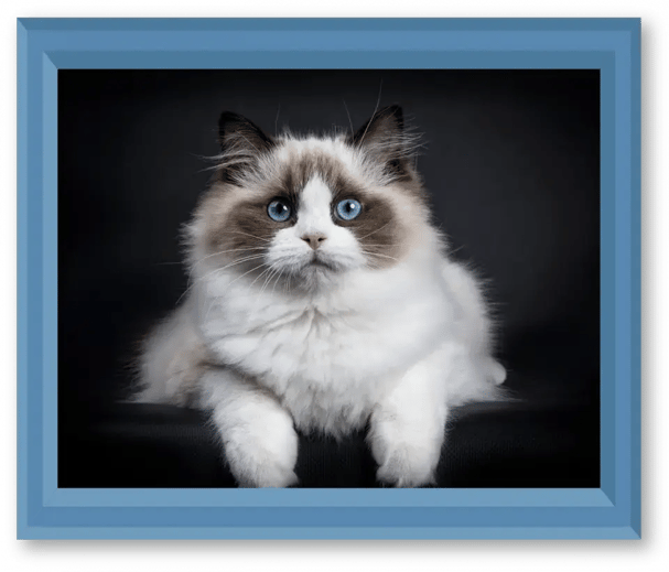RAGDOLL-IMAGE-3-960x821 1