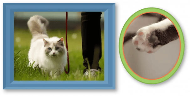 RAGDOLL-IMAGE-5-960x486 1