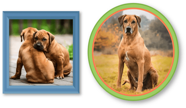 RIDGEBACK-IMAGE-1 1