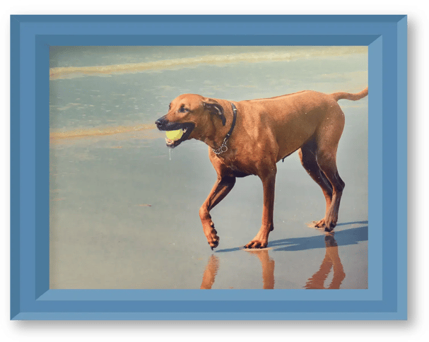 RIDGEBACK-IMAGE-2 1