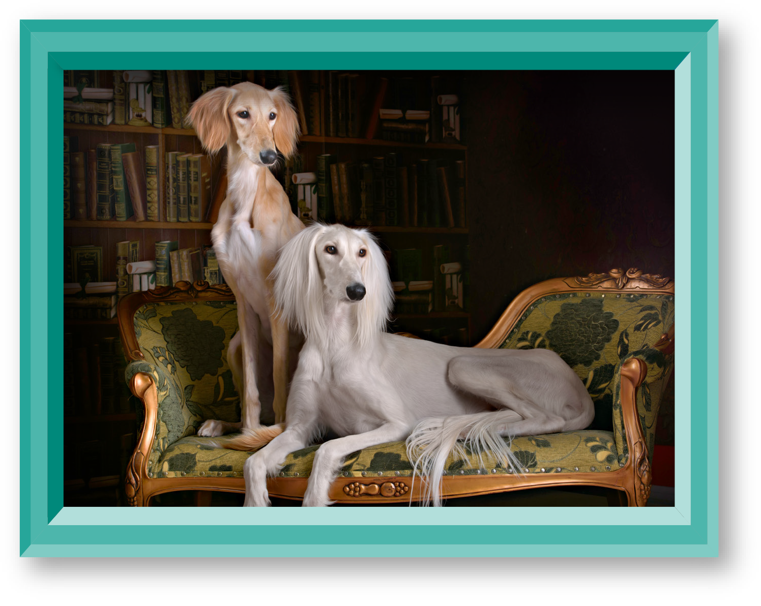 SALUKI-IMAGE-1