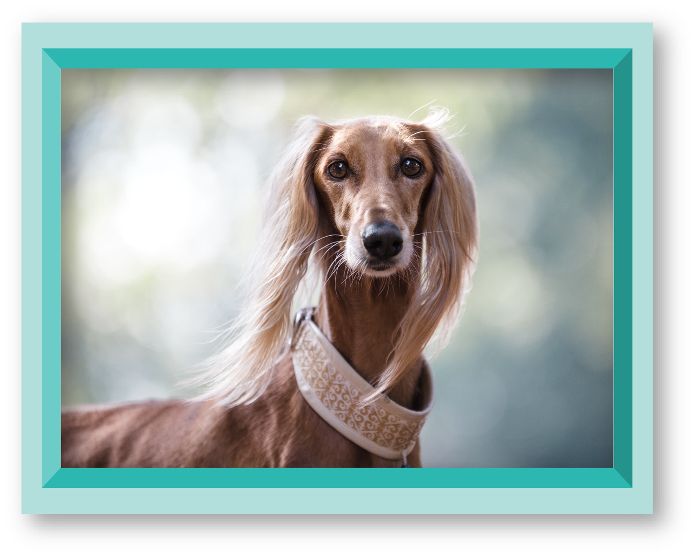 SALUKI-IMAGE-3